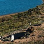 Peninsula Valdés - EARLY BOOKING -20 OFF - for Cruise Passengers - A Deeper Dive into the Península Valdés Experience