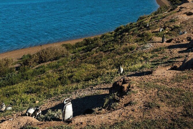 Peninsula Valdés - EARLY BOOKING -20 OFF - for Cruise Passengers - A Deeper Dive into the Península Valdés Experience