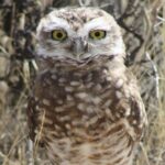 Peninsula Valdes & Estancia San Lorenzo Full Day Tour - Who Is This Tour Best For?