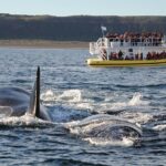 Peninsula Valdés Excursion with Whale Watching Included - Transportation and Group Dynamics