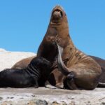 Peninsula Valdes for cruise passengers - Authentic Experiences and Practical Tips