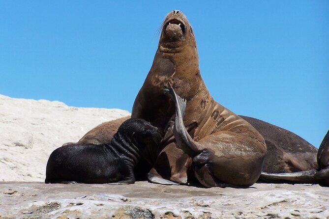 Peninsula Valdes for cruise passengers - Authentic Experiences and Practical Tips