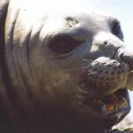 Peninsula Valdes Full Day Tour - What We Loved About the Experience