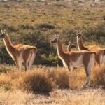 Peninsula Valdes, Full dayTour or Shore Excursion - An Insider’s Look at Peninsula Valdes: What to Expect