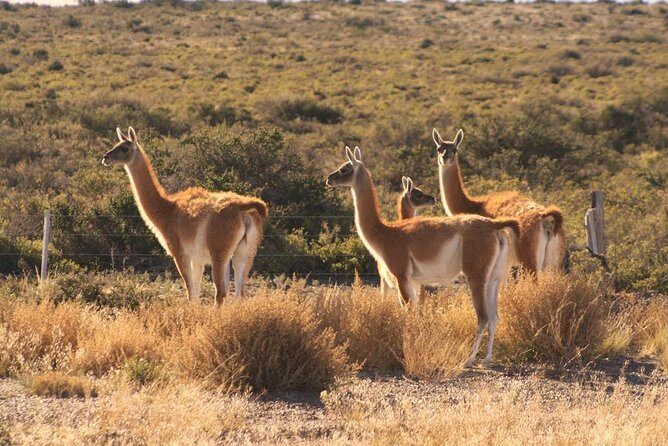 Peninsula Valdes, Full dayTour or Shore Excursion - An Insider’s Look at Peninsula Valdes: What to Expect