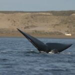 Peninsula Valdes Private Tour - A Closer Look at the Peninsula Valdes Private Tour