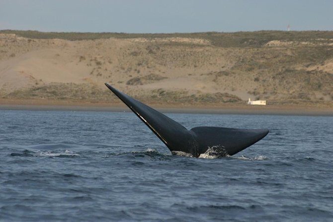 Peninsula Valdes Private Tour - A Closer Look at the Peninsula Valdes Private Tour