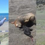 Peninsula Valdes: Shore excursion for cruise passengers - Exploring Peninsula Valdes: What You Can Expect