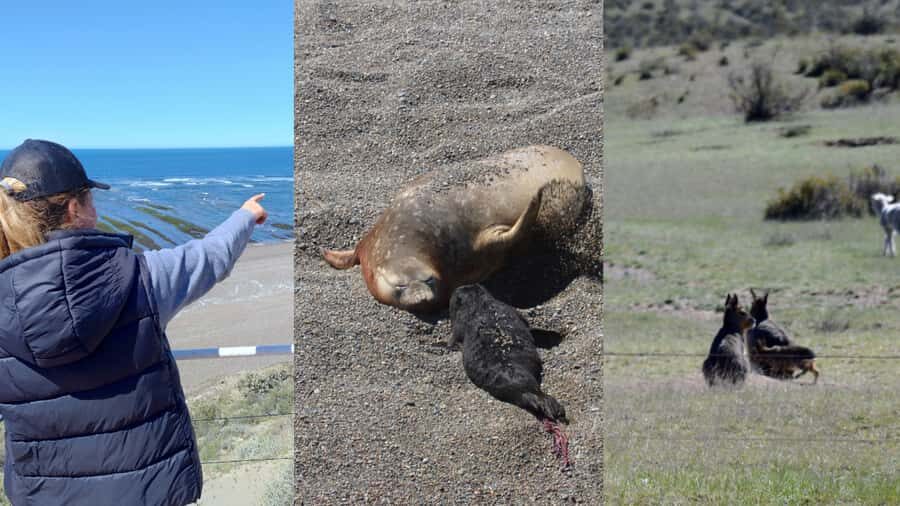 Peninsula Valdes: Shore excursion for cruise passengers - Exploring Peninsula Valdes: What You Can Expect