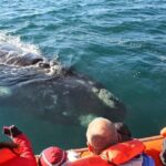 Peninsula Valdes & Whales - The Sum Up