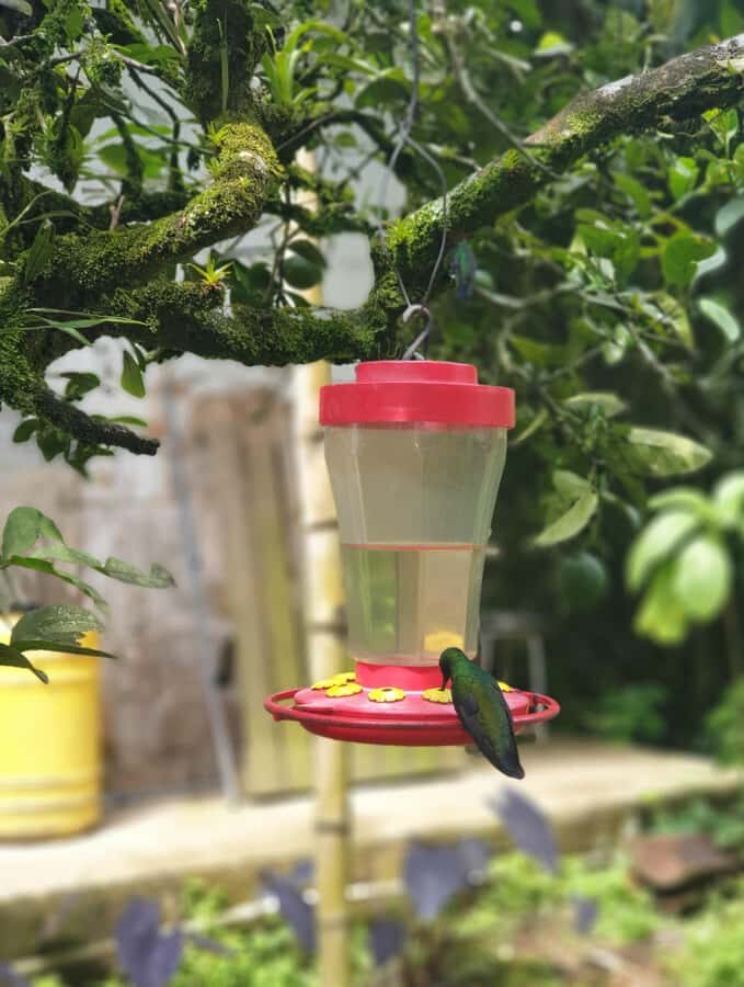 PEREIRA: BUTTERFLY FARM + ECOLOGICAL HIKE + BIOFLORA TRADITIONAL FARM - Who Will Love This Tour?