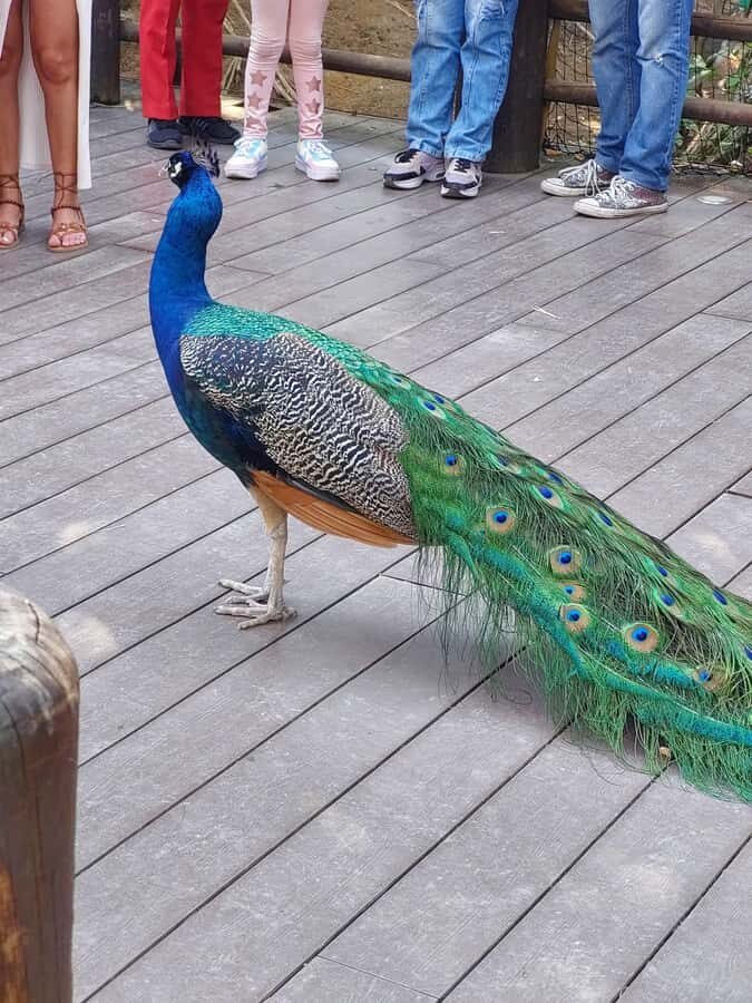 PEREIRA: FULL DAY AT UKUMARI BIOPARK WITH LUNCH - The Practical Side of the Tour