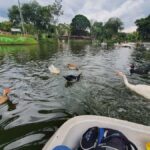 PEREIRA: VISIT THE PRAIRIE LAKE THERE ARE DUCKS, FISH, TURTLES AND IGUANAS - Exploring Pereira’s Prairie Lake: A Natural Retreat