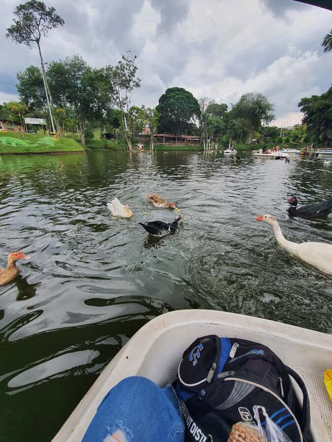 PEREIRA: VISIT THE PRAIRIE LAKE THERE ARE DUCKS, FISH, TURTLES AND IGUANAS - Exploring Pereira’s Prairie Lake: A Natural Retreat