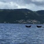 PH Whale Watch & Dolphin Cruise in Dominica - FAQs