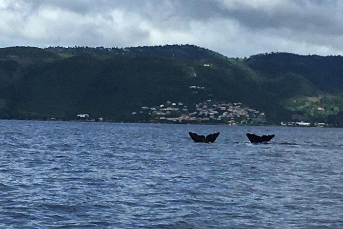 PH Whale Watch & Dolphin Cruise in Dominica - FAQs