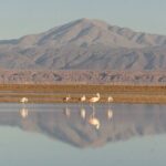 Piedras Rojas + Altiplanic Lagoons and Salar de Atacama - The Sum Up