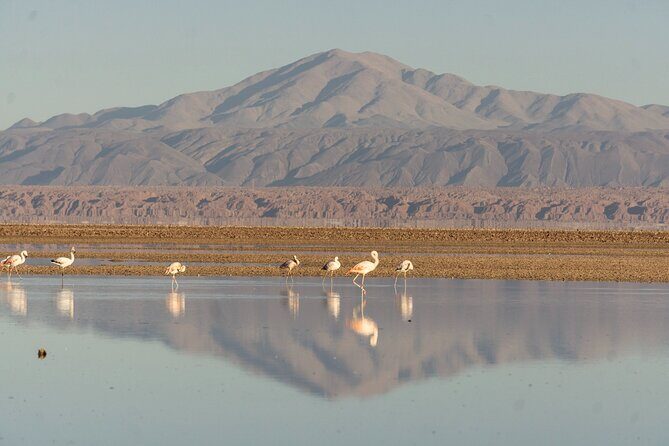 Piedras Rojas + Altiplanic Lagoons and Salar de Atacama - The Sum Up
