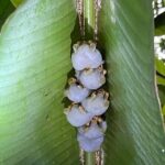 Pierrela Rain Forest - Authentic Experiences That Shine