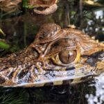 PIRANHA FISHING IN TAMBOPATA - Who Should Consider This Tour?