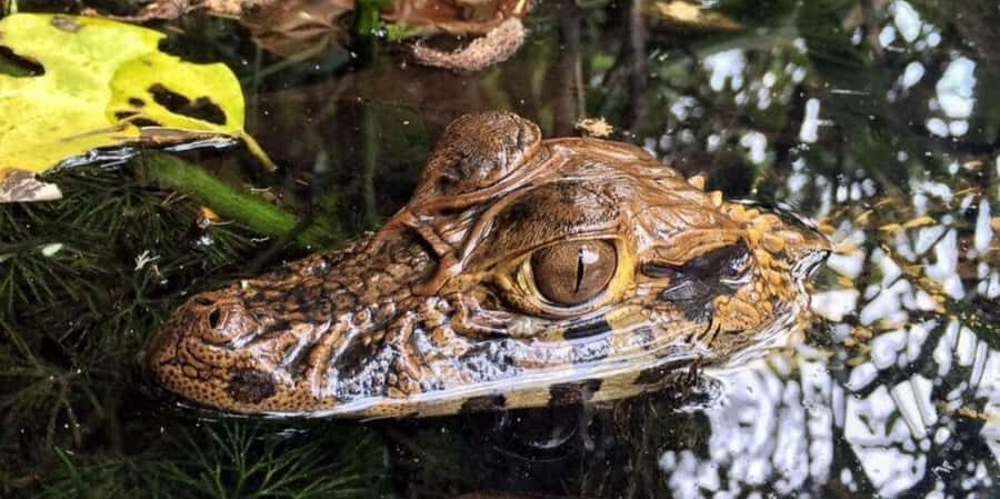 PIRANHA FISHING IN TAMBOPATA - Exploring the Piranha Fishing Experience in Tambopata