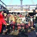 Pirates of the Caribbean Cruise- Snorkel, Sharks & Stingrays - Practical Details and What to Expect