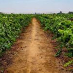 Pisco and Wine Tasting Tour, Pisco/private - Exploring the Heart of Peru’s Vineyard Country