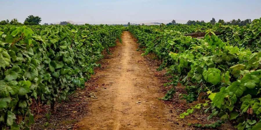 Pisco and Wine Tasting Tour, Pisco/private - Exploring the Heart of Peru’s Vineyard Country