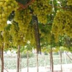 Pisco and wine tour in the Majes Valley - Practical Details and Value