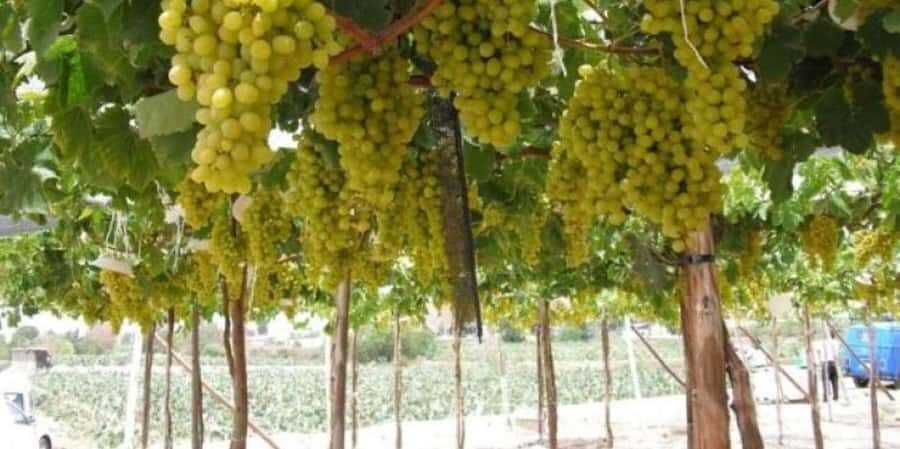 Pisco and wine tour in the Majes Valley - Practical Details and Value