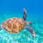 Piura: Excursion to Mancora and Swimming with turtles - Who This Tour Is Best For