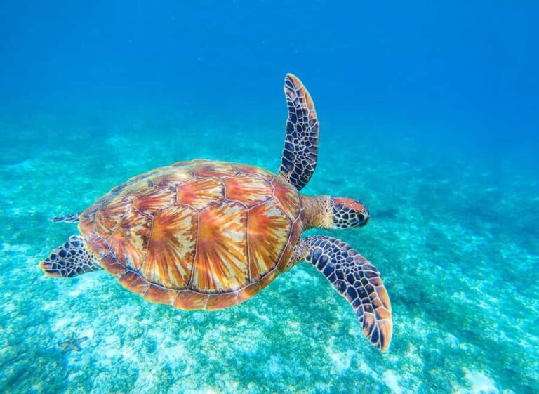 Piura: Excursion to Mancora and Swimming with turtles - Who This Tour Is Best For