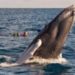 Platinum Whale Sightseeing and Cayo Levantado Island Tour - Deep Dive into the Itinerary