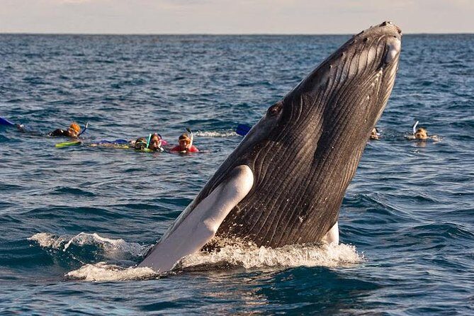 Platinum Whale Sightseeing and Cayo Levantado Island Tour - Deep Dive into the Itinerary