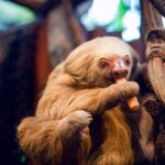 Poás Volcano, Café Doka and Peace Falls Day Tour - Authentic Traveler Experiences