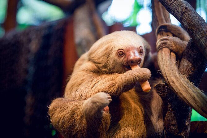 Poás Volcano, Café Doka and Peace Falls Day Tour - Authentic Traveler Experiences