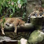 Poas Volcano & La Paz Waterfalls Gardens. Private Tour - Final Thoughts: Who Will Enjoy This Tour?