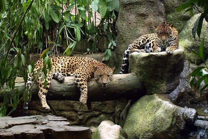 Poas Volcano & La Paz Waterfalls Gardens. Private Tour - Final Thoughts: Who Will Enjoy This Tour?