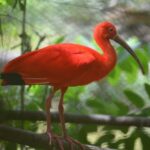 Port of Spain: Caroni Bird Sanctuary by Boat - Who Will Love This Tour?