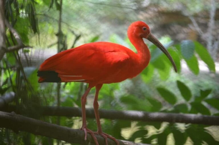 Port of Spain: Caroni Bird Sanctuary by Boat - Who Will Love This Tour?