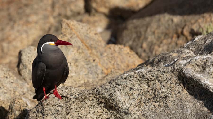 Portillo: Tour to Laguna del Inca - Chile - The Itinerary in Detail