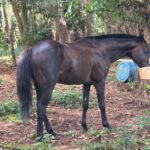 Portland, Jamaica: Horseback Riding Tour - Who Will Love This Tour?