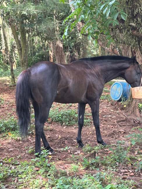 Portland, Jamaica: Horseback Riding Tour - Who Will Love This Tour?