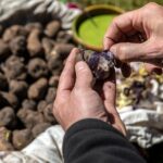 Potato Park Lagoons Private Hike with Lunch in Sacred Valley - Why This Tour Is Worth Considering