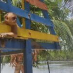 Preguicas River Speedboat Tour - A Detailed Look at the Preguicas River Speedboat Tour