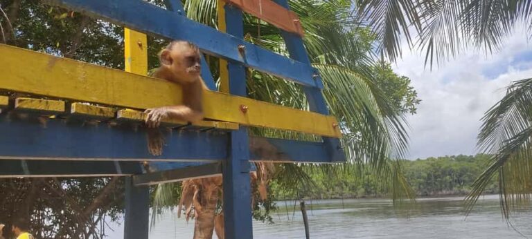 Preguicas River Speedboat Tour - A Detailed Look at the Preguicas River Speedboat Tour