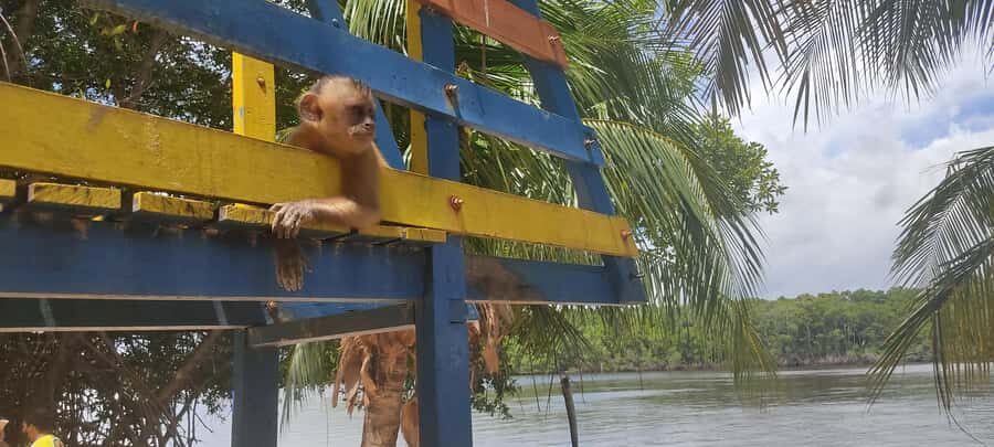 Preguicas River Speedboat Tour - A Detailed Look at the Preguicas River Speedboat Tour