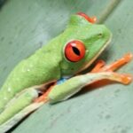 Premium Tour:Sloths and Río Celeste y Cortez Waterfalls (Tenorio Volcano Park) - Transportation and Group Size