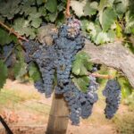 Premium Wine Tasting and Tour at Santa Rita + Private Transport - Practical Details That Matter