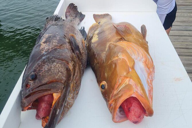 Private 1/2 Day Afternoon Bottom Fishing Charter on "Shady Grady" - Why This Trip Stands Out